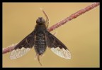 Dittero bicolore