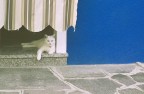 Il solito gatto
