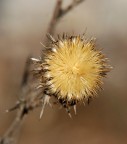 Fiori secchi