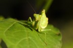 Mantide religiosa