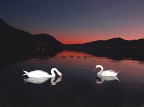 Cigni