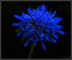 fiore