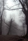 Natale Nel Bosco...