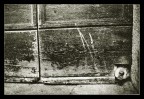 vita da cani