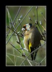 Cardellino