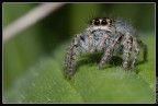 D50+60 micro+sb600