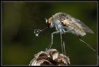Mosca