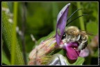 D50+micro 60+sb600