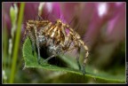 D50+micro 60+sb600