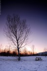 Alberi al tramonto #3