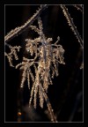 fragili cristalli