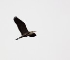 airone 1