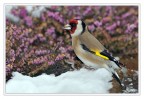 Cardellino