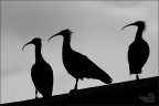 Curvi... in silhouette!