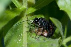 Cryptocheilus bicolor con preda