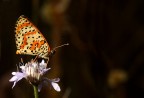 Melitaea