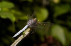 Libellula1
