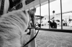 Cane, Mostra Canina, Mantova