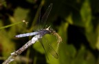 Libellula2