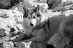 Cane, Rifugio Bolzano, Bolzano