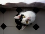 Home cat