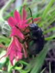 Beetle