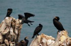 Cormorani