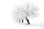 neve