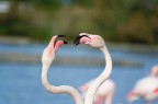 CAMARGUE: fenicotteri in lotta o in amore ?