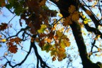 colori d'autunno