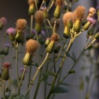 Trascurato giardino