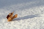 les feuilles mortes