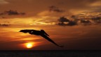 volo
