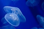 ...all'acquario!