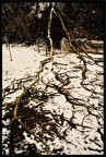 Albero HDR