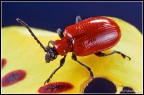 Lilioceris lilii