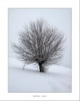a testimonianza che la neve non  solo bella e romantica... ma spezza anche i rami del mio campo.... mannaggia a lei...