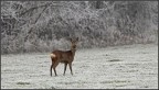 capriolo