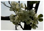 Il profumo