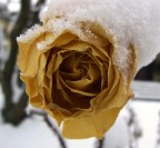 Turbine di petali