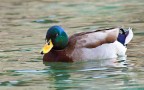 Anas Platyrhynchos (Germano Reale)