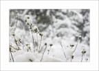 white dream....
