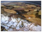 Foglie Riflesse