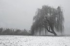 Renzo-La Nebbia