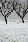 Inverno