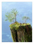 bonsai