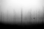 Fog..