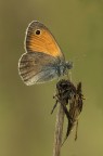 Satyrinae
