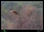 Poiana....panning