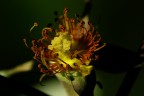 Senza petali